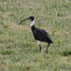 Threskiornis spinicollis (Straw-necked Ibis) at Table Top, NSW - 1 Feb 2021 by PaulF