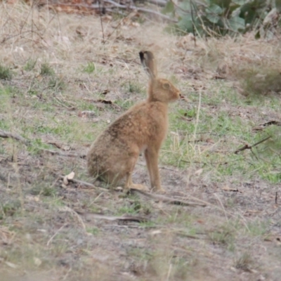 Lepus capensis (Brown Hare) at Table Top, NSW - 1 Feb 2021 by PaulF