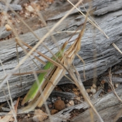 Acrida conica (Giant green slantface) at Table Top, NSW - 1 Feb 2021 by PaulF