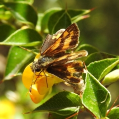 Ocybadistes walkeri (Green Grass-dart) at Acton, ACT - 2 Feb 2021 by HelenCross