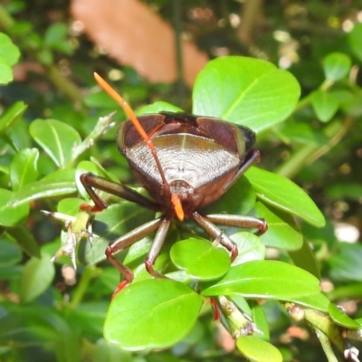 Musgraveia sulciventris (Bronze Orange Bug) at Acton, ACT - 2 Feb 2021 by HelenCross