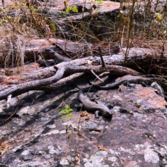 Egernia cunninghami (Cunningham's Skink) at Latham, ACT - 2 Feb 2021 by Rebeccaryanactgov