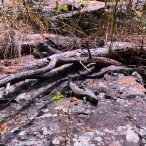 Egernia cunninghami at Latham, ACT - 2 Feb 2021