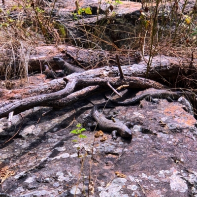 Egernia cunninghami (Cunningham's Skink) at Umbagong District Park - 2 Feb 2021 by Rebeccaryanactgov