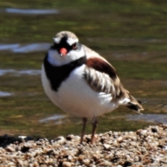Charadrius melanops (Black-fronted Dotterel) at Tennent, ACT - 2 Feb 2021 by JohnBundock