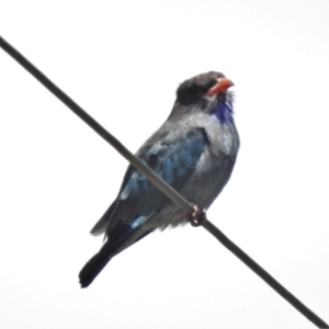 Eurystomus orientalis at Tennent, ACT - 2 Feb 2021