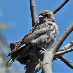 Artamus cyanopterus at Tennent, ACT - 2 Feb 2021