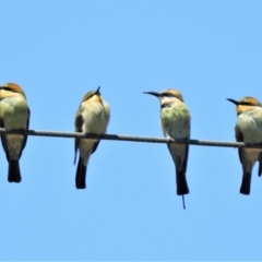 Merops ornatus (Rainbow Bee-eater) at Tennent, ACT - 2 Feb 2021 by JohnBundock