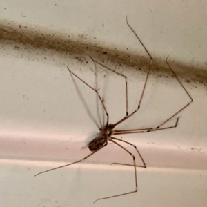 Pholcus phalangioides at Aranda, ACT - 2 Feb 2021 02:04 PM