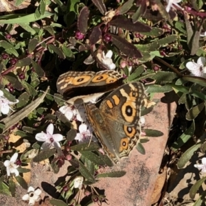 Junonia villida at Aranda, ACT - 2 Feb 2021