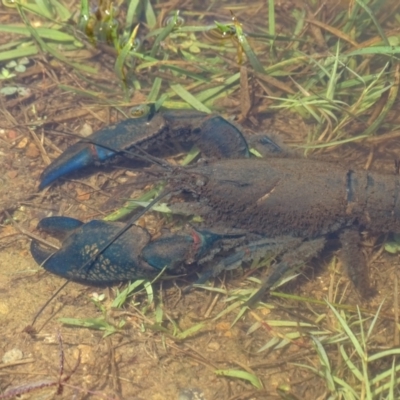 Cherax destructor (Common Yabby) at Mawson, ACT - 2 Feb 2021 by Mike