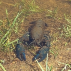 Cherax destructor at Mawson, ACT - 2 Feb 2021 11:37 AM