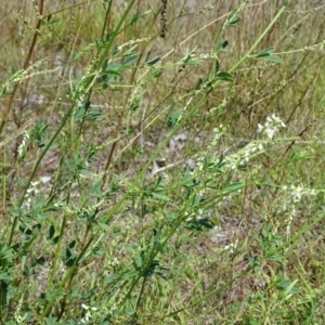 Melilotus albus at Mawson, ACT - 2 Feb 2021