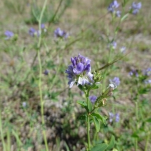 Medicago sativa at Phillip, ACT - 2 Feb 2021 11:58 AM