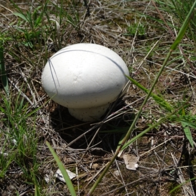 Calvatia sp. (a puffball ) at Mawson Ponds - 2 Feb 2021 by Mike