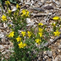 Hypericum perforatum (St John's Wort) at Mawson, ACT - 2 Feb 2021 by Mike