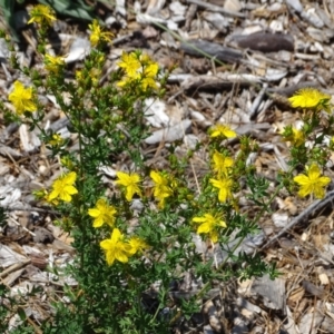 Hypericum perforatum at Mawson, ACT - 2 Feb 2021