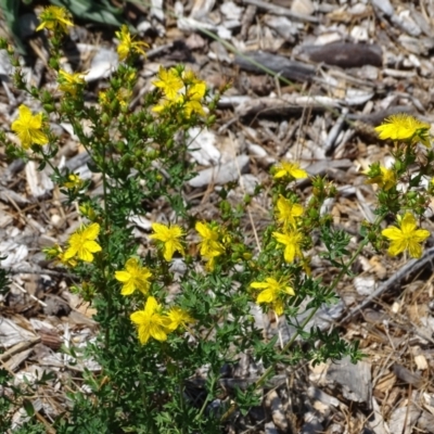 Hypericum perforatum (St John's Wort) at Mawson, ACT - 2 Feb 2021 by Mike