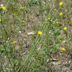 Chondrilla juncea at Mawson, ACT - 2 Feb 2021