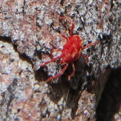 Rainbowia sp. (genus) (A mite) at Downer, ACT - 30 Jan 2021 by Christine