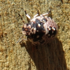 Anischys sp. (genus) (Unidentified Anischys bug) at Downer, ACT - 30 Jan 2021 by Christine