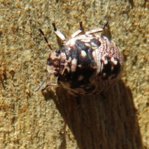 Anischys sp. (genus) at Downer, ACT - 30 Jan 2021