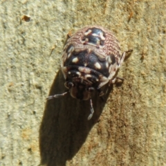 Anischys sp. (genus) at Downer, ACT - 30 Jan 2021