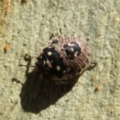 Anischys sp. (genus) at Downer, ACT - 30 Jan 2021