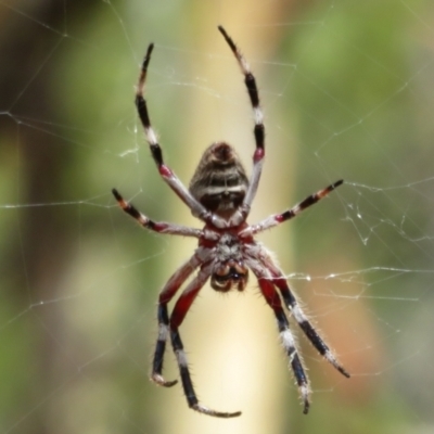 Hortophora transmarina (Garden Orb Weaver) at Downer, ACT - 30 Jan 2021 by Christine