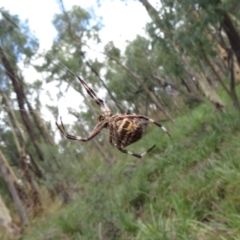 Backobourkia heroine at Downer, ACT - 30 Jan 2021