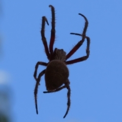 Araneidae (family) (Orb weaver) at Downer, ACT - 30 Jan 2021 by Christine