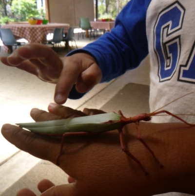 Unidentified Insect at Tathra Public School - 2 Feb 2021 by TathraPreschool