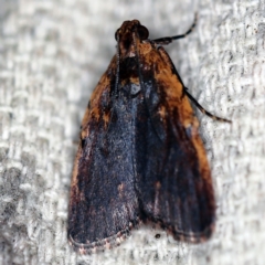 Araeopaschia undescribed spANIC16 at O'Connor, ACT - 30 Jan 2021