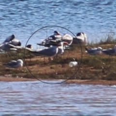 Hydroprogne caspia (Caspian Tern) at Ebden, VIC - 31 Jan 2021 by KylieWaldon