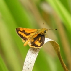 Ocybadistes walkeri (Green Grass-dart) at Kambah, ACT - 31 Jan 2021 by MatthewFrawley