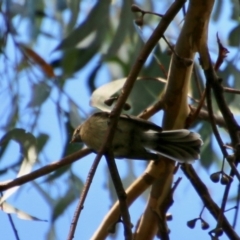 Rhipidura albiscapa (Grey Fantail) at Moruya, NSW - 2 Feb 2021 by LisaH