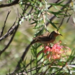 Myzomela sanguinolenta (Scarlet Honeyeater) at Moruya, NSW - 2 Feb 2021 by LisaH