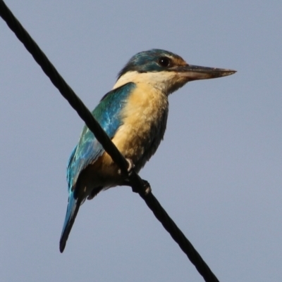 Todiramphus sanctus (Sacred Kingfisher) at Moruya, NSW - 2 Feb 2021 by LisaH