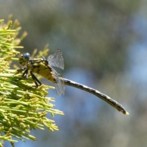 Austrogomphus guerini at Theodore, ACT - 2 Feb 2021 02:07 PM