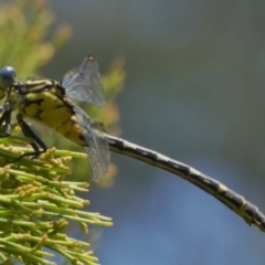 Austrogomphus guerini at Theodore, ACT - 2 Feb 2021 02:07 PM