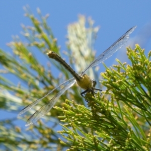 Austrogomphus guerini at Theodore, ACT - 2 Feb 2021