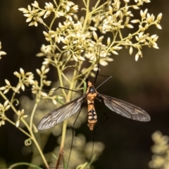 Leptotarsus (Leptotarsus) clavatus (A crane fly) at Acton, ACT - 1 Feb 2021 by Roger