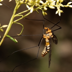 Leptotarsus (Leptotarsus) clavatus at Acton, ACT - 2 Feb 2021