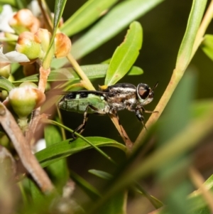 Odontomyia hunteri at Acton, ACT - 2 Feb 2021