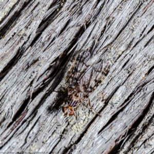 Cardiacera sp. (genus) at Bruce, ACT - 1 Feb 2021