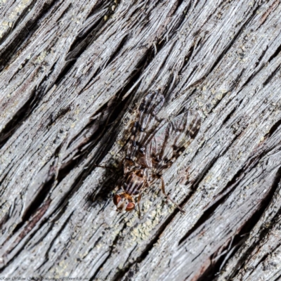 Cardiacera sp. (genus) (Scarab Fly) at Bruce, ACT - 1 Feb 2021 by Roger