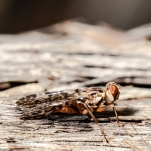 Cardiacera sp. (genus) at Bruce, ACT - 1 Feb 2021