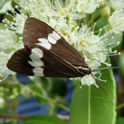 Nyctemera amicus (Senecio Moth, Magpie Moth, Cineraria Moth) at Rugosa - 2 Feb 2021 by SenexRugosus