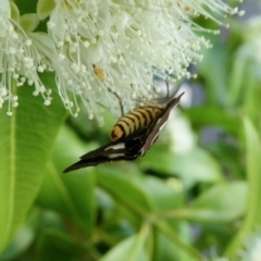 Nyctemera amicus at Yass River, NSW - 2 Feb 2021