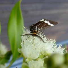 Nyctemera amicus at Yass River, NSW - 2 Feb 2021